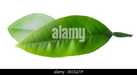 Green citrus leaves isolated on white background. Fresh lemon leaves. Clipping path Stock Photo