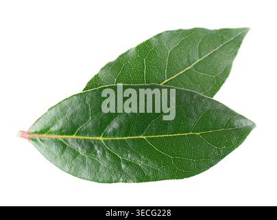 Fresh laurel leaves isolated on white background. Bay leaf herb. Clipping path Stock Photo