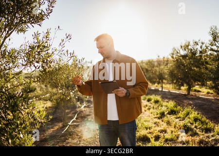 A man with a tablet checks olives orchard  Stock Photo