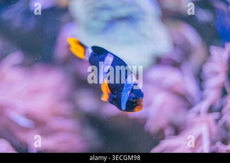 Close-up view of a swimming clownfish amidst vibrant coral reefs, showcasing contrasting colors and organic shapes with gentle shadows Stock Photo