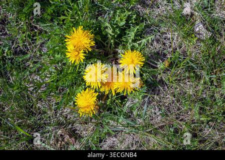 yellow dandelions on the lawn Stock Photo