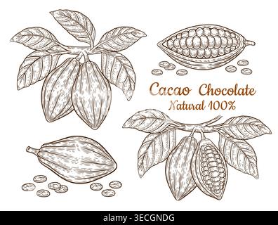 Cocoa beans pod, chocolate cacao fruit tree plant branch leaves. Tropical nut seed botanical sketch. Hot drink, sweet dessert food. Hand drawn vector Stock Vector