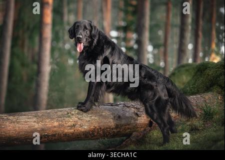 Black Flat-Coated Retriever dog standing on large fallen log in pine forest Stock Photo