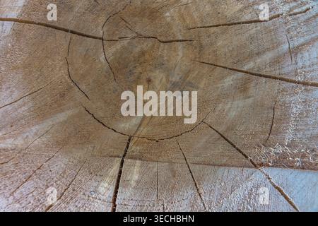 old wooden stump background top view Stock Photo