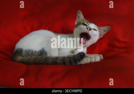 Yawning White Cat Resting on Red Blanket Stock Photo
