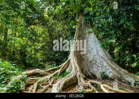 Giant buttress root tree standing in primary tropical rainforest Stock Photo