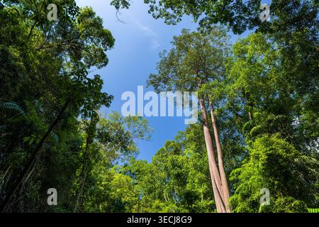 Looking up at lush green canopy of a tropical rainforest under blue sky Stock Photo