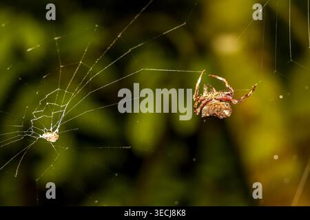 Macro shot of an orb-weaver spider resting on its silk web at night Stock Photo