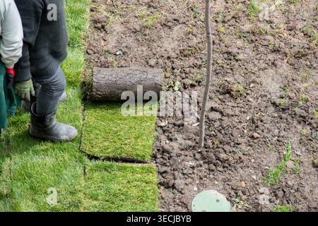 Natural grass lawn installation, green turf grass roll. Stock Photo