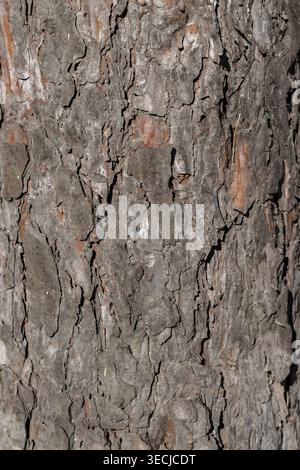 Macro vertical full frame background texture of old weathered grey and brown tree bark trunk with cracks and crevices Stock Photo
