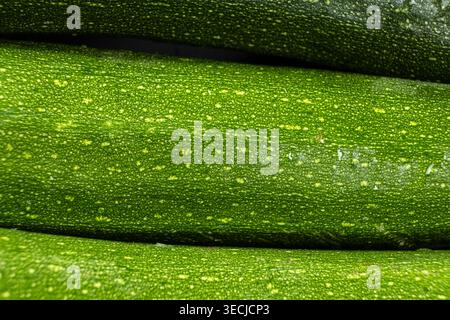 Top View of Ripe Courgette Zucchini, Vegetables. Stock Photo