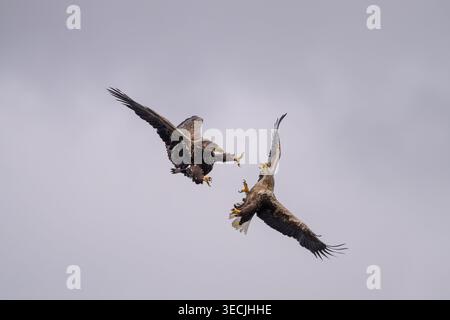 Adult White-tailed Eagle (Haliaeetus albicilla) in aerial confrontation with a juvenile, Isle of Mull, Inner Hebrides, Scotland. Stock Photo