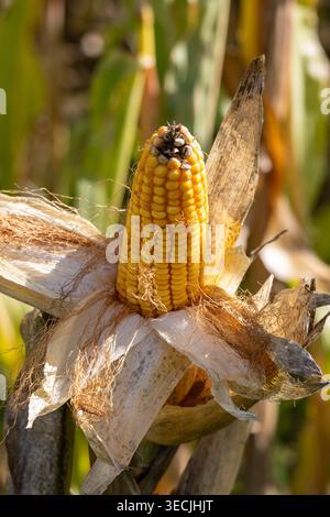 Ripe yellow corn cob with husks and silk growing on a dry stalk in a sunny field Stock Photo