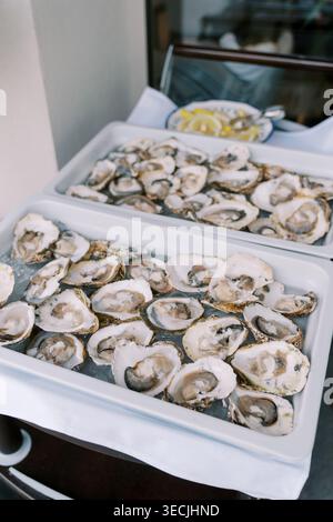 Fresh oysters presented on chilled metal trays with lemon garnishes Stock Photo