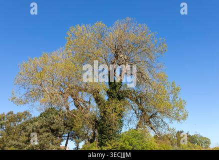 New foliage leaves appearing in Spring  branches of native black poplar tree, Populus nigra, Butley, Suffolk, England, UK Stock Photo