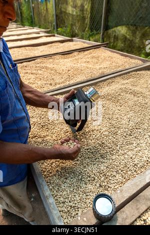 Farm worker using a moisture analyzer and examining green coffee beans on drying beds, ensuring optimal quality control during the drying process. Stock Photo