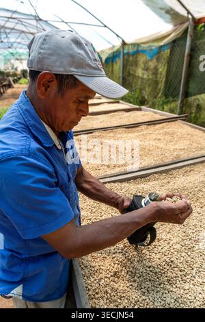 Coffee farm worker checking the moisture content of raw coffee beans using a handheld analyzer, ensuring quality control during the drying process. Stock Photo