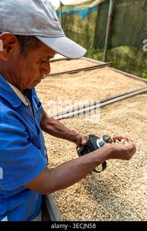 Farmer measuring moisture levels of dried coffee beans using a handheld analyzer on a large drying bed at a coffee plantation, ensuring quality. Stock Photo
