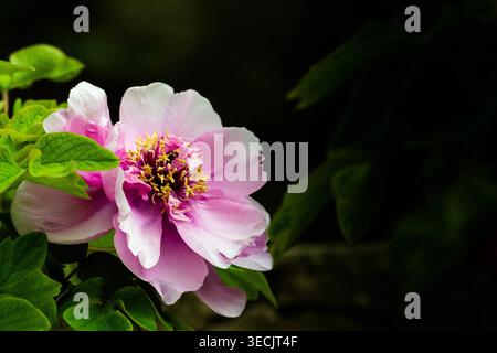 Pink tree peony flower blooming in soft natural light against dark green background in a Chinese garden. Stock Photo