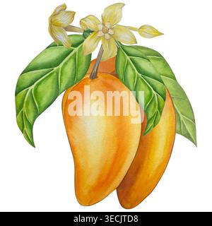 Set of Watercolor botanical illustrations. Mango Fruit and flowers, with slices and leaves isolated on white background. For packaging, food design, m Stock Photo