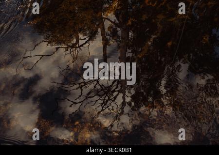 Tree reflections on calm creek water, abstract nature Stock Photo