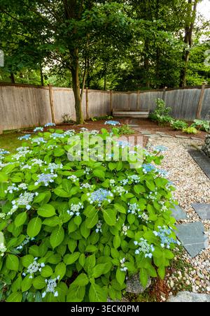 Blue lacecap hydrangea blooming in a backyard summer shade garden Stock Photo