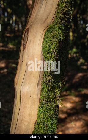 Moss clings to bark, glowing green in dim light. Tree trunk stands tall, textured and weathered. Contrast between light and shadow creates depth Stock Photo