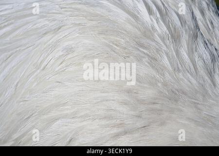 Texture of white wild ostrich feathers. High quality photo Stock Photo