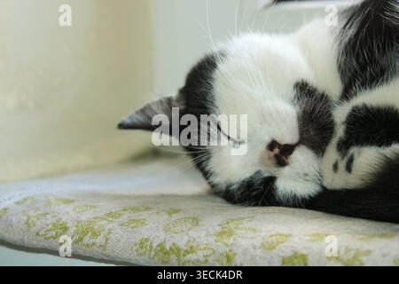 A cat is curled up and sleeping on a soft surface. The cat rests peacefully while sunlight comes through the window. The surrounding area is calm and Stock Photo