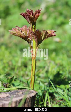 New viburnum sprout growing from an old cut tree stump. Life cycle and regeneration concept with young plant emerging from dead wood Stock Photo