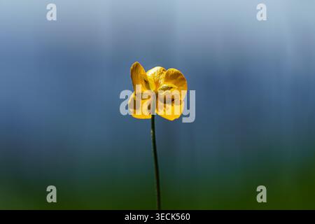 Backlit yellow wildflower on soft blurred background Stock Photo