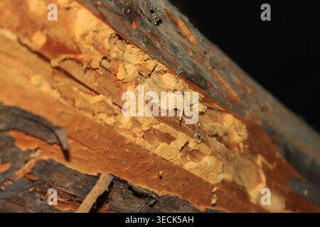 Decayed and gnawed wooden beam posing a structural safety risk Stock Photo