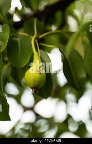 Young green pear growing on a branch with a red ladybug, symbolizing nature, growth, and organic produce Stock Photo