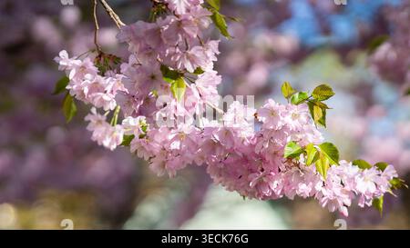 Close-up of Japanese cherry tree ‘Accolade’ (Prunus) with soft pink blossoms in bloom at Stockholm’s Garden of the Senses (Sinnenas Trädgård). Stock Photo