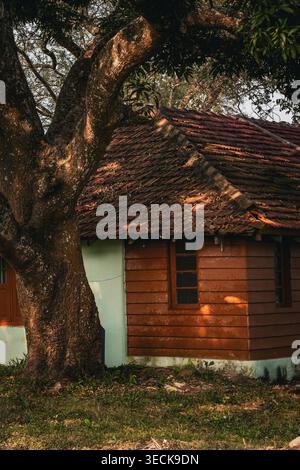 Dappled sunlight on an old rustic cottage with a red tiled roof framed by a large tree. Stock Photo