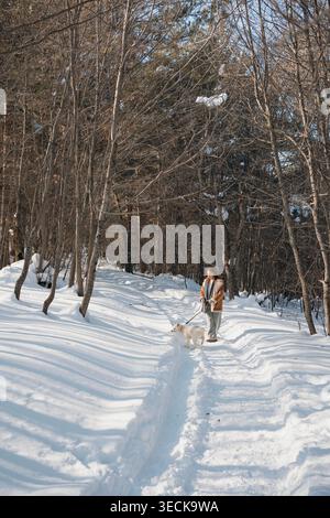 A person walks their playful Akita puppy along a snow-covered path, surrounded by tall trees and a tranquil winter forest. The scene captures the sere Stock Photo