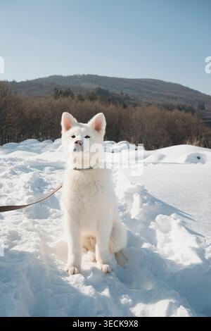 An adorable Akita puppy sits calmly in a winter landscape, surrounded by pristine snow. The peaceful setting highlights the pup's fluffy white coat an Stock Photo