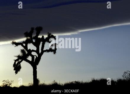 Film photo of Joshua tree silhouetted against dramatic sky in Mojave Desert, California. Late afternoon light and clouds create a moody landscape with Stock Photo