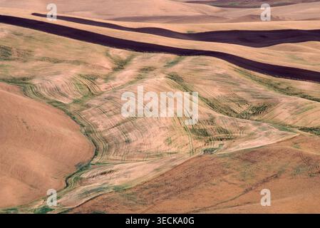 Film photo of undulating winter wheat fields across the Palouse prairie in Washington state. Soft curves, earthy tones and natural patterns shape a se Stock Photo