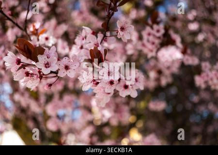 Close up of delicate pink cherry blossom flowers on a branch with soft bokeh and warm sunlight, capturing a calm spring mood and natural floral backgr Stock Photo