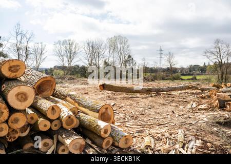 Stack of freshly cut tree trunk logs and branches on a cleared woodland site, showing logging debris and open landscape under a bright cloudy sky. Stock Photo