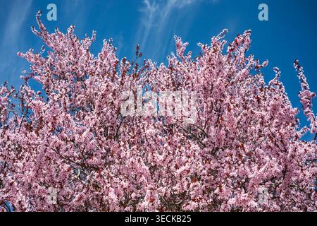 Lush pink cherry blossom tree canopy fills the frame, with delicate spring flowers and branches reaching into a vibrant blue sky with soft wispy cloud Stock Photo