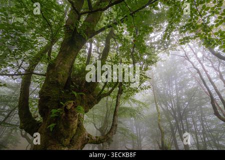 Misty summer morning in the lush beech forest of Belaustegi, Basque Country. Tall trees surround the scene, with sunlight filtering through the dense Stock Photo