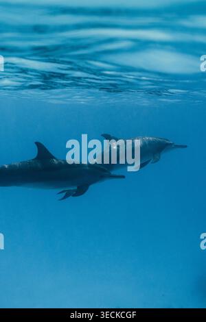 Two dolphins swim just below the surface in clear blue tropical water near a Maldives island, captured underwater as serene marine wildlife in the Ind Stock Photo