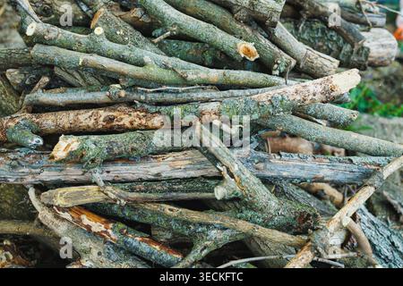 Wooden sticks are stacked together in a garden area. The sticks vary in size and shape. Sunlight shines on the pile, showing details of the wood. Stock Photo