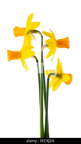 Yellow daffodil flower isolated on white background. Narcissus flower with green stem. Clipping path Stock Photo