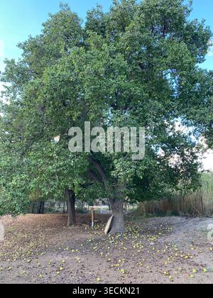 Giant pear tree Stock Photo