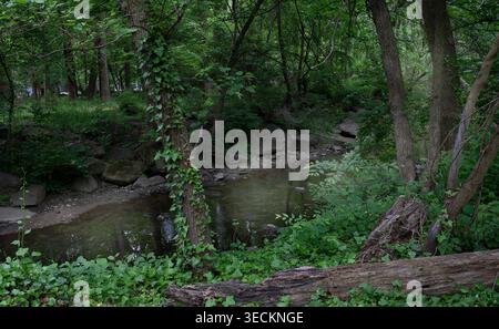 A group of fallen trees on the forest floor Stock Photo