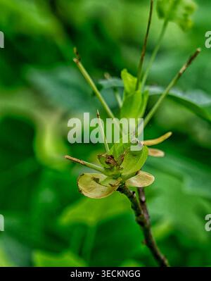 A close up image of forest flower Stock Photo
