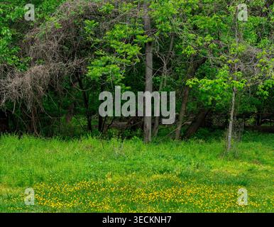 A grove of trees in a meadow Stock Photo